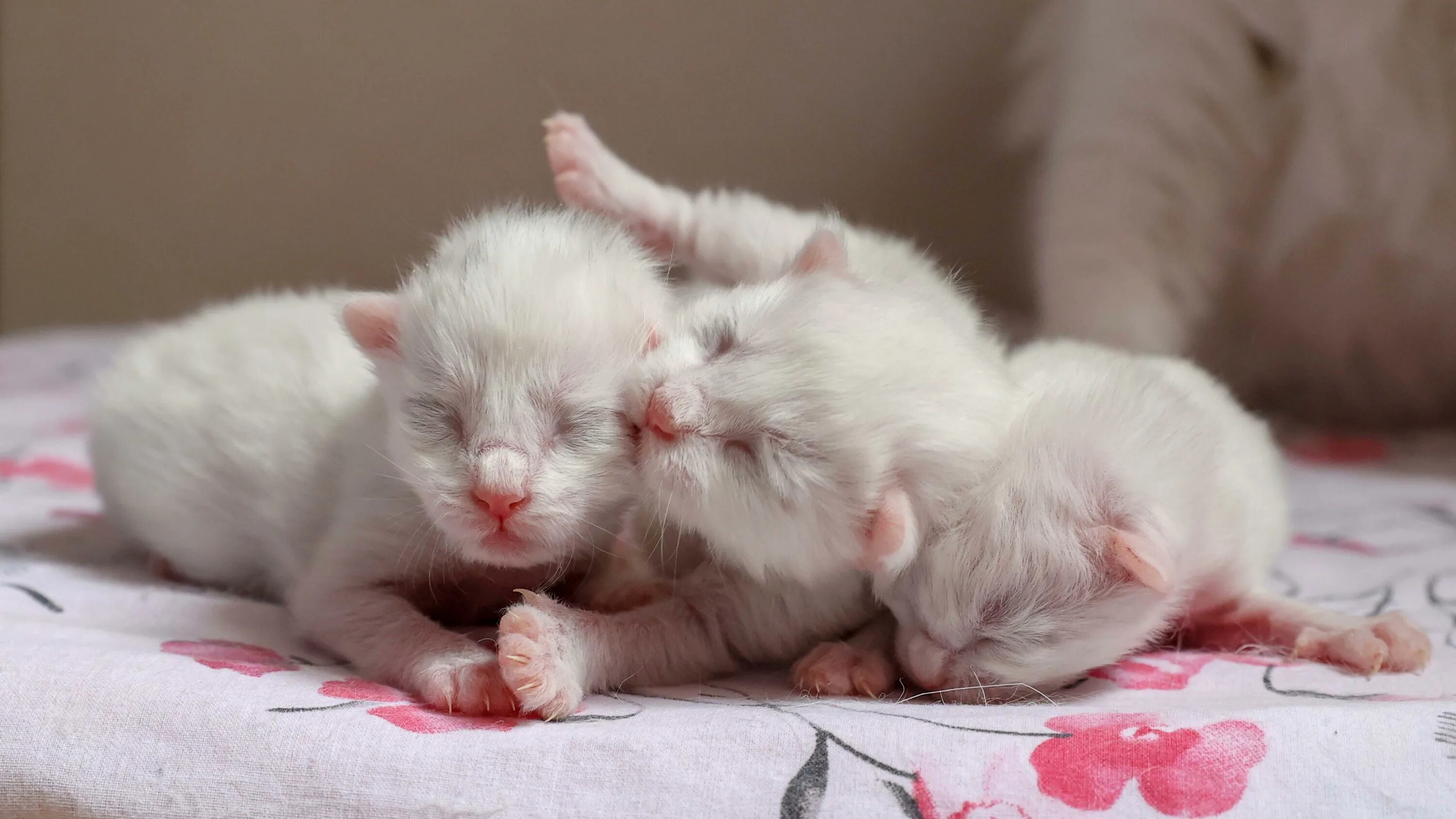 Котенок только родился фото Ve los primeros cachorros de gato de Van de este año - CGTN en Español