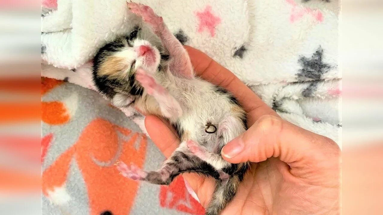 Котенок только родился фото Tiny Orphaned Kitten Needs Bottle Feeding To Survive Is Thriving In Forever Home