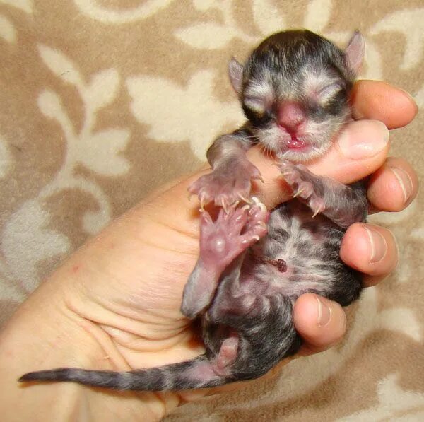Котенок только родился фото Newborn Kittens - 58 Pictures Newborn kittens, Kittens, Baby animals