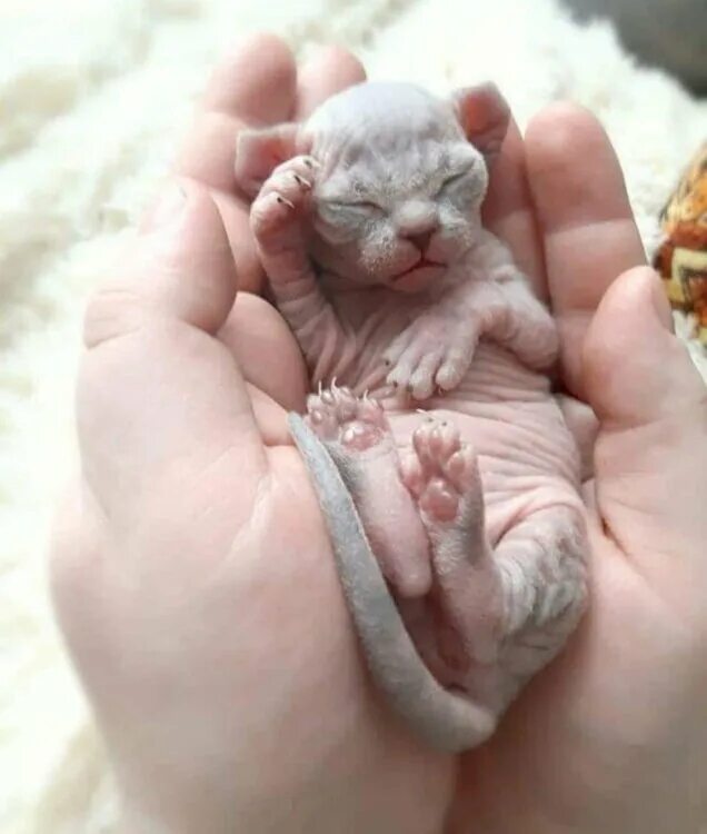 Котенок только родился фото Котята Сфинкс
