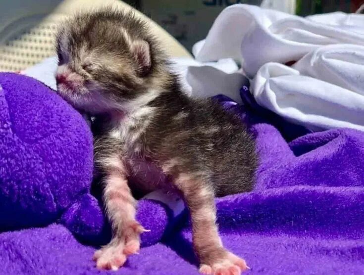 Котенок только родился фото Kitten Born with Special Needs Gets a Second Chance at Life Happy kitten, Cats a