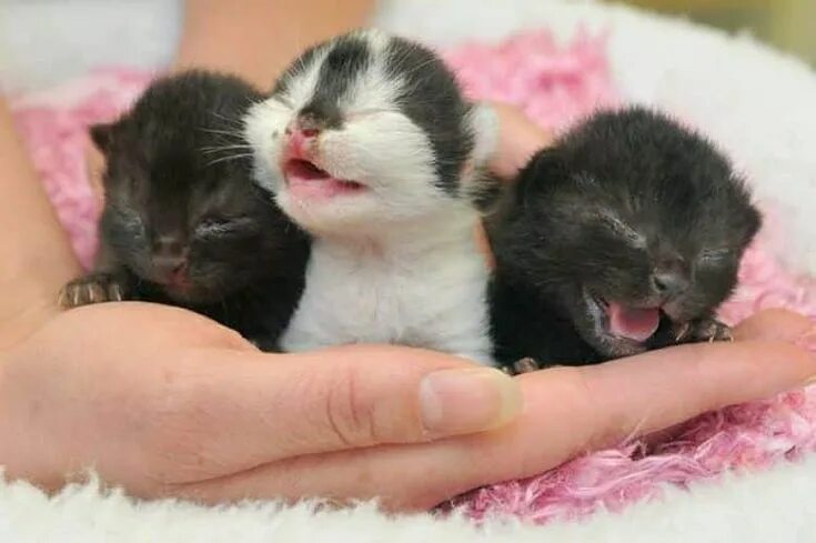 Котенок только родился фото Si no estás muy claro acerca de qué darle de comer a un gato bebe no busques más