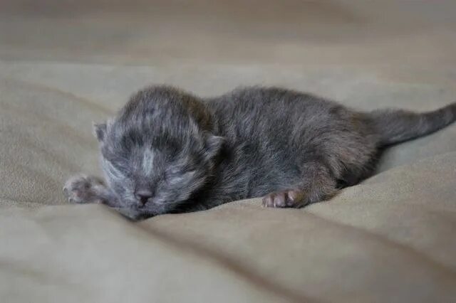 Котенок только родился фото Котята: записи сообщества ВКонтакте
