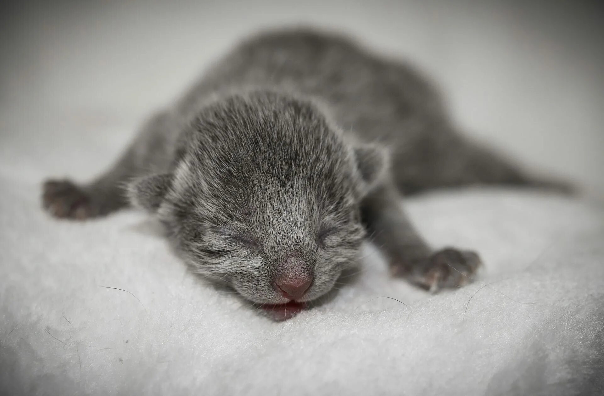 Котенок только родился фото Купить русскую голубую кошку! Приобрести котенка русской голубой! Покупка породи