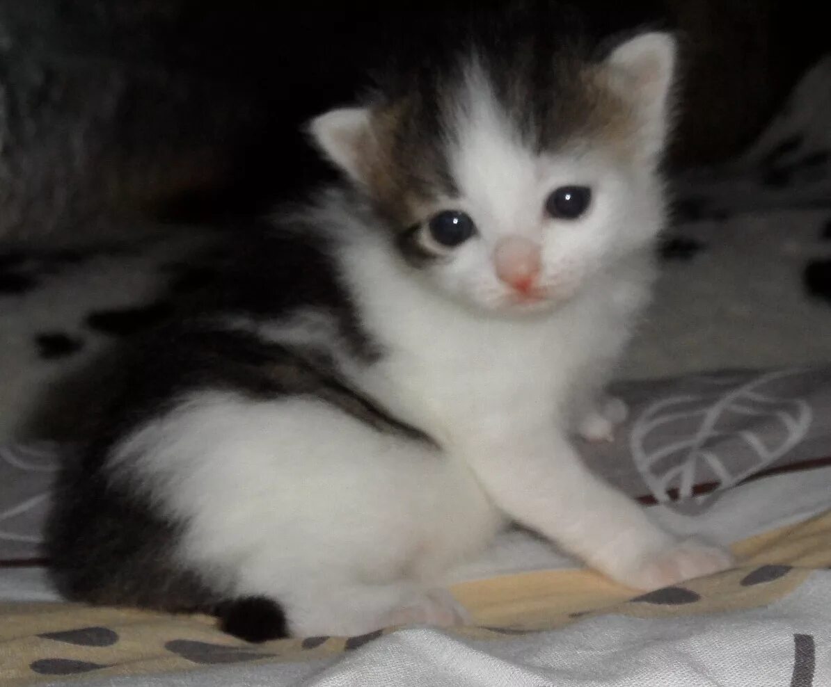 Котенок три недели фото Кошачье семейство: третья неделя жизни Кот, кошка и котята