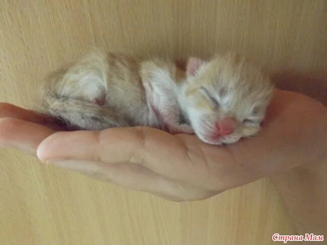 Котенок три недели фото А у нас сегодня кошка родила вчера котят 2... Фото - Страна Мам