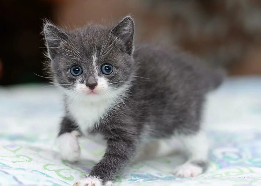 Котенок три недели фото Котята, возраст 4 недели
