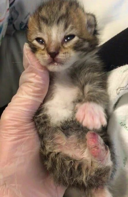 Котенок три недели фото Недельный котенок сжимался в комочек от каждого дуновения ветра. А прохожие уже 