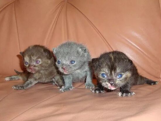 Котенок три недели фото Британские кошки редких окрасов. Опрос. - 25 ответов форум Babyblog