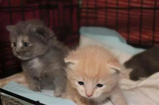 Котенок три недели фото Трехнедельные Котята Фото