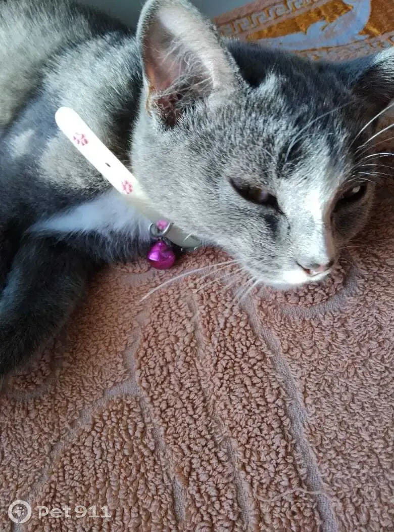 Котенок ул ленина 9а фото Найдена кошка Котёнок, ул. Маршала Жукова, 13, Абакан Pet911.ru