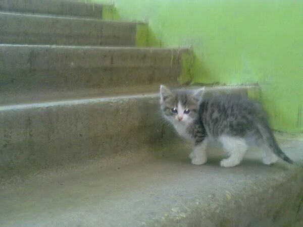 Котенок ул ленина 9а фото Гаврилов Посад - наш город детства Группа на OK.ru Вступай, читай, общайся в Одн