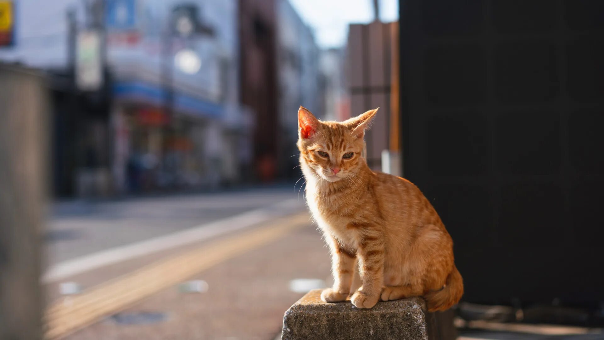 Котенок ул ленина 9а фото Download wallpaper road, cat, cat, light, the city, pose, kitty, wall, section c