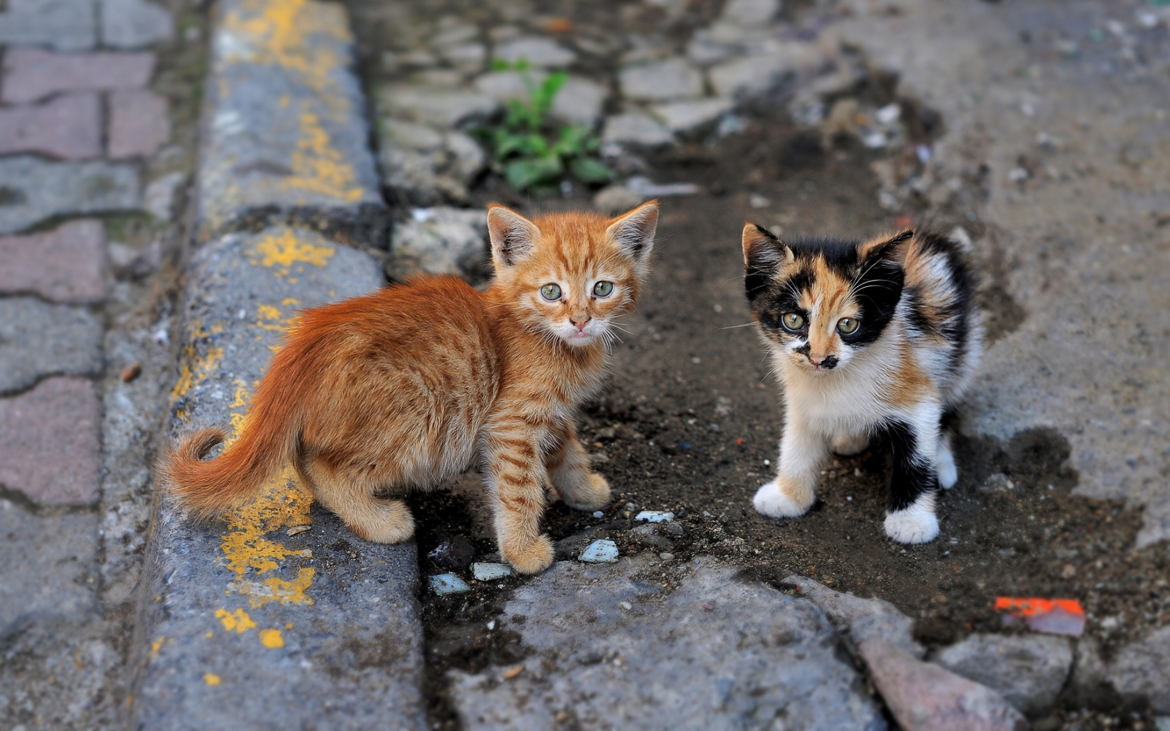 Котенок ул ленина 9а фото Скачать обои взгляд, котята, малыши, парочка, уличные, раздел кошки в разрешении