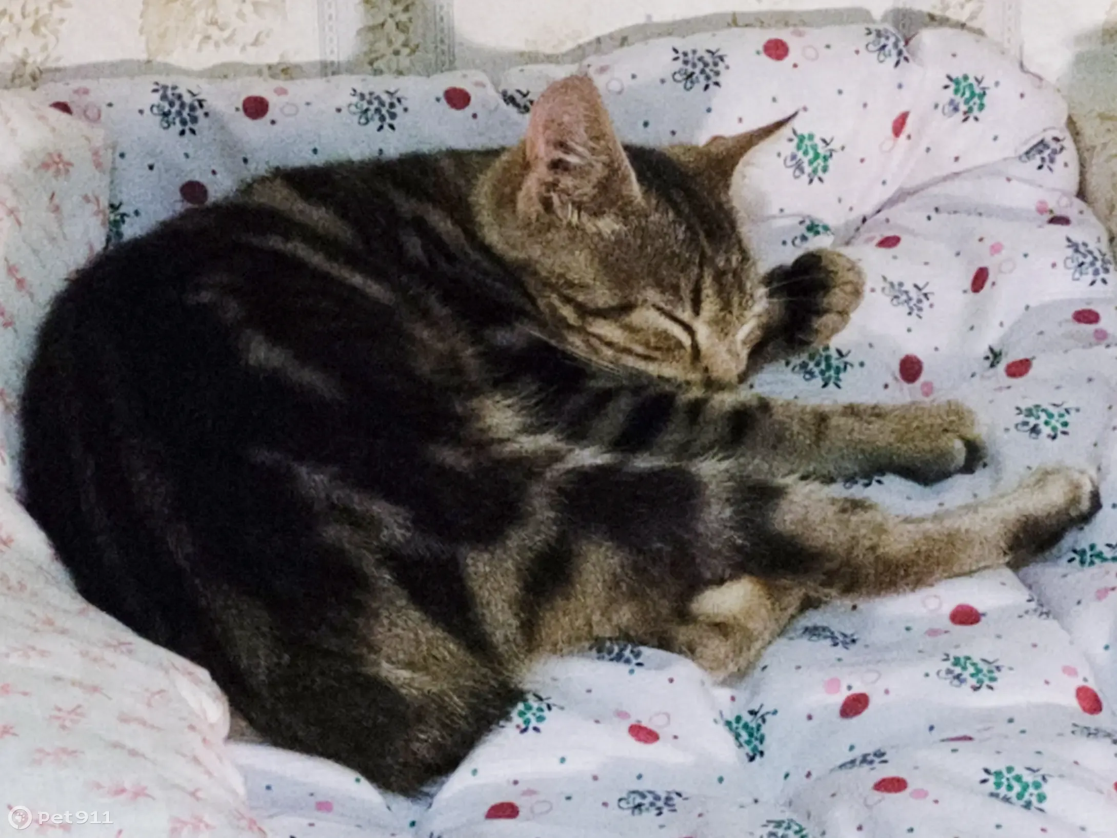 Котенок ул ленина 9а фото Пропала кошка-котенок, ул. Пушкина, 91А, Кагальницкая Pet911.ru