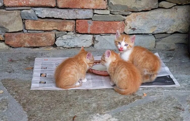 Котенок ул ленина 9а петушки фото Cat, Kitten, Feed, Cute, Delicious Cat food, Kittens, Free cats