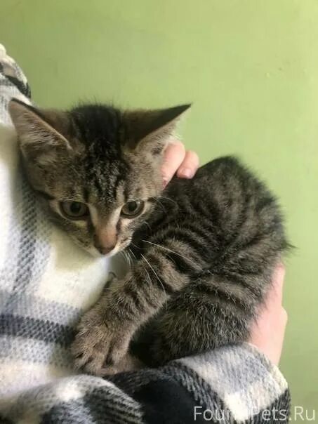 Котенок ул ленина 9а петушки фото Объявление. Найден котенок, ул Быкова. Кошка. Ласковая,.