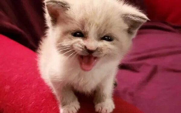 Котенок улыбается фото Котенок улыбнулся на камеру и украл сердца пользователей Сети - фото - 04.11.201