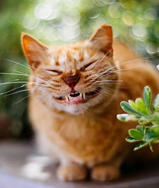 Котенок улыбается фото Enjoying my garden Kitty cats Smiling cat, Smiling animals, Cats