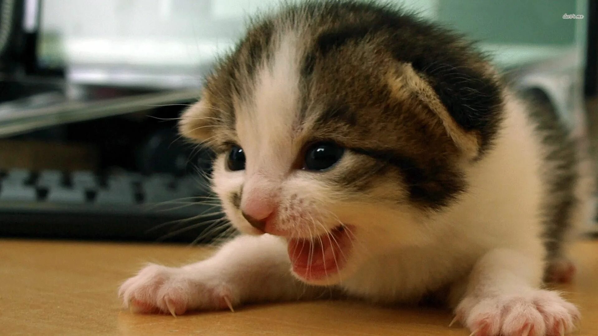 Котенок улыбается фото kitten wallpaper free download Happy kitten, Kitten images, Cute animal videos