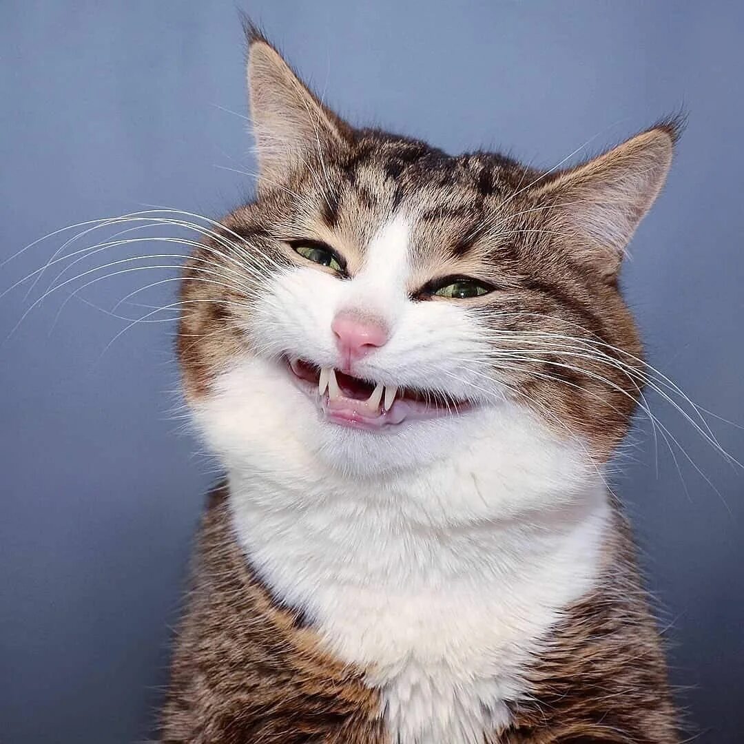 Котенок улыбается фото KING COLLIN’S CAT PALACE: Public Group Facebook Смешное видео о кошках, Мемы про