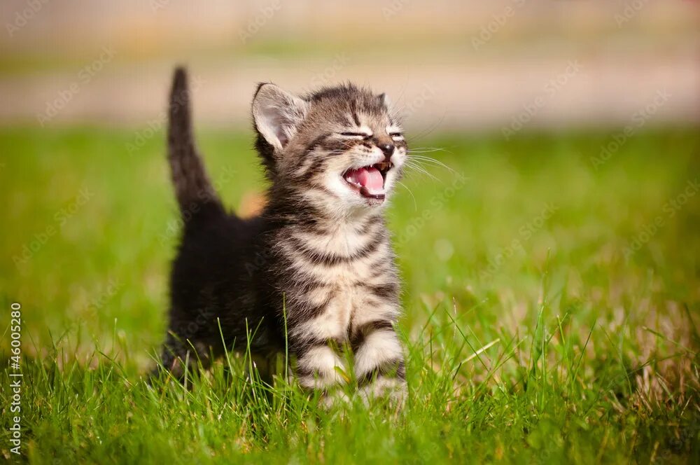 Котенок улыбается фото tabby kitten meowing portrait Фотографія Stock Adobe Stock