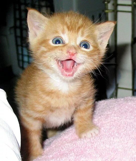 Котенок улыбается фото 10 Things Every Cat Lover Can Be Thankful For On Thanksgiving Smiling cat, Kitte