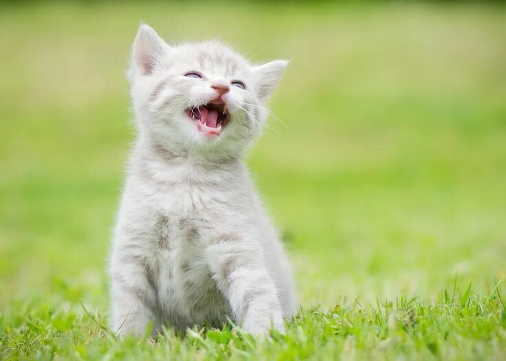 Котенок улыбается фото Cookie' Cat pics, Kittens cutest, Funny animals