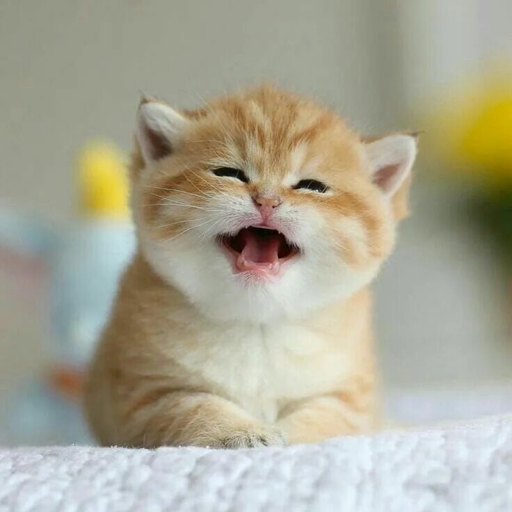 Котенок улыбается фото Cute & Adorable Kittens! panosundaki Pin Sevimli hayvan yavruları, Hayvan, Kedi