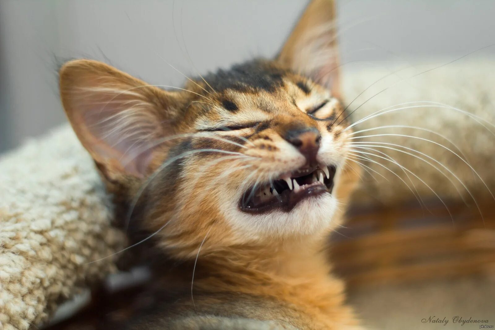 Котенок улыбается фото Нашла старое фото))показалось милым)) Пикабу