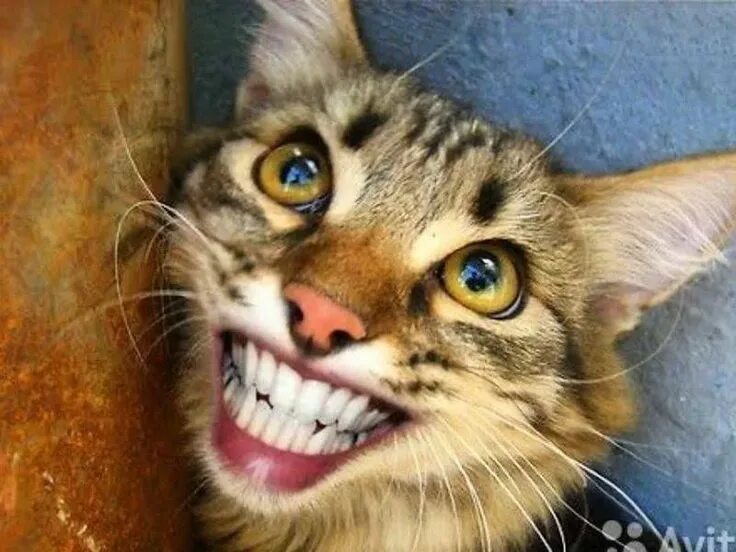 Котенок улыбается фото Pin på кошки