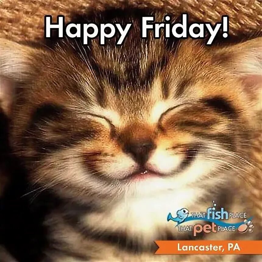 Котенок улыбается фото Happy Friday!! thatpetplace.com Happy memes, Happy belated birthday, Belated bir