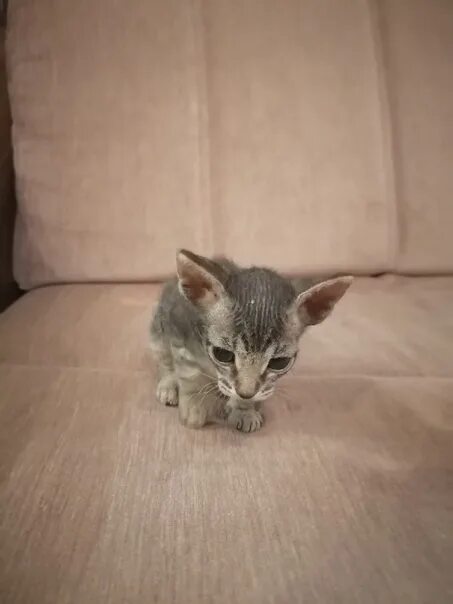 Котенок в 3 месяца фото обычный Продам, месяц есть, девочки 1 котенок 1-2 фотография, 2 котенок 3-4 фотография. 