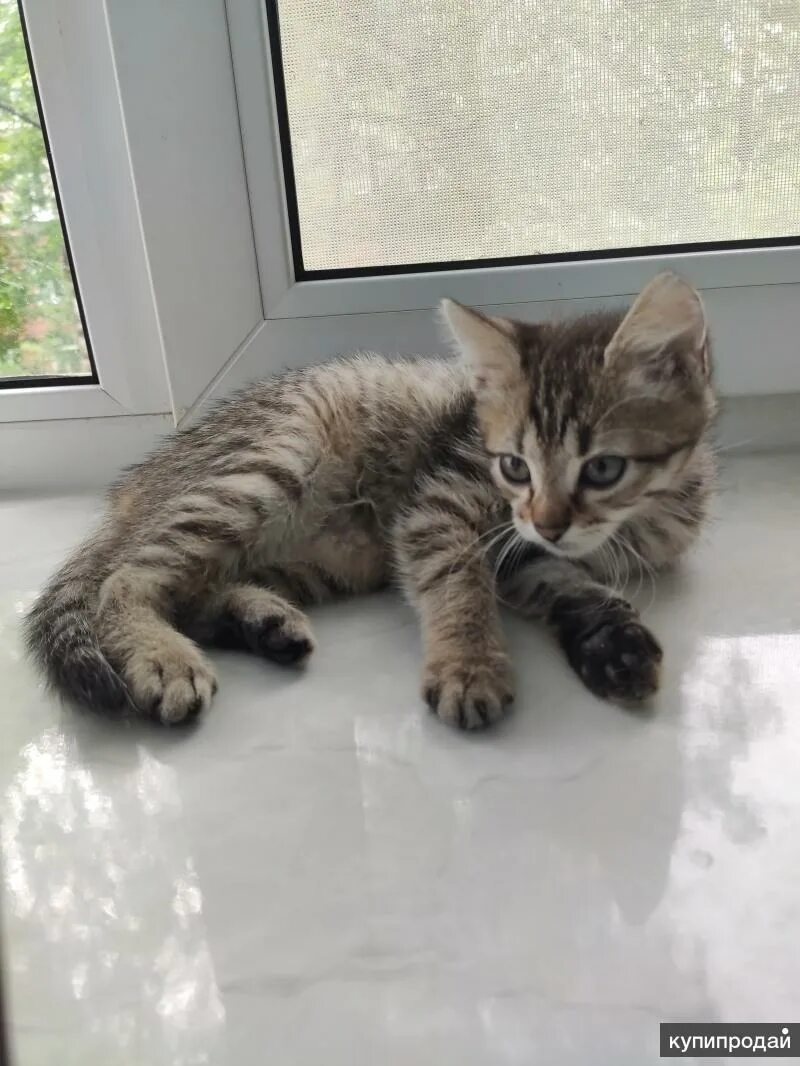 Котенок в 3 месяца фото обычный Котята 3 месяца в дар в Москве