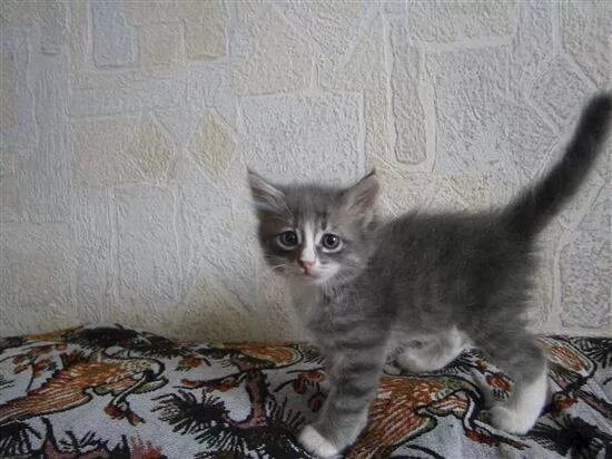 Котенок в 3 месяца фото обычный Котенок 2 Месяца Фото Размер - Mixyfotos.ru