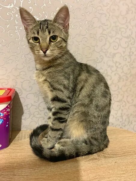 Котенок в 5 месяцев фото как выглядит Кэтрин - идеальная кошечка, 6 месяцев. Ищет семью. Стерилизована, привита. 89114