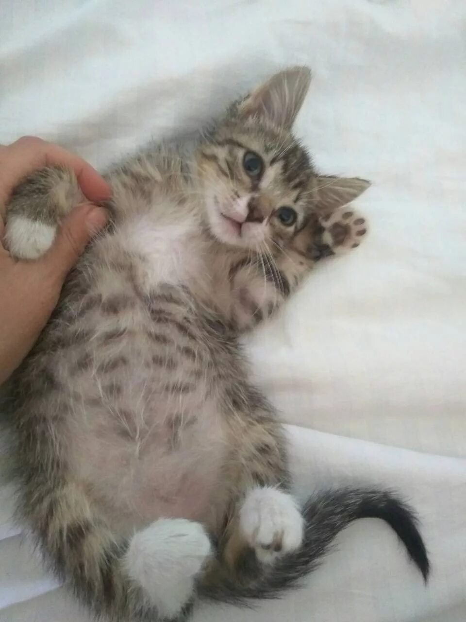 Котенок в 5 месяцев фото как выглядит отдам другого котенка. на вид 1, 5 месяца. Фото в конце. : Санкт-Петербург