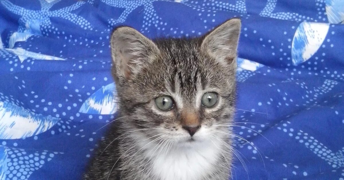 Котенок в два месяца фото как выглядит 2-месячный котёнок в добрые руки (СПб) Пикабу