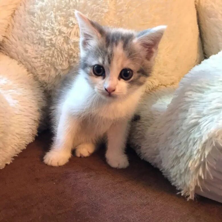Котенок в два месяца фото как выглядит Котёнок 2 месяца (девочка) - купить в Москве, бесплатно, продано 24 сентября 201