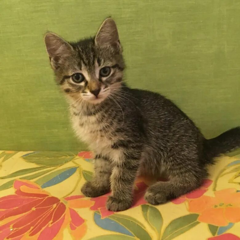 Котенок в два месяца фото как выглядит Котенок 2 месяца и 3 недели - купить в Барнауле, бесплатно, продано 21 августа 2