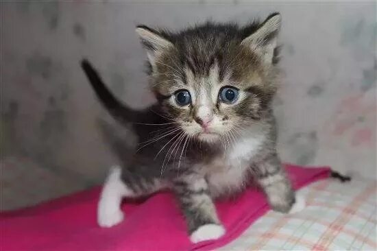 Котенок в два месяца фото как выглядит Как выглядит котенок в 2 месяца обычный фото - ViktoriaFoto.ru