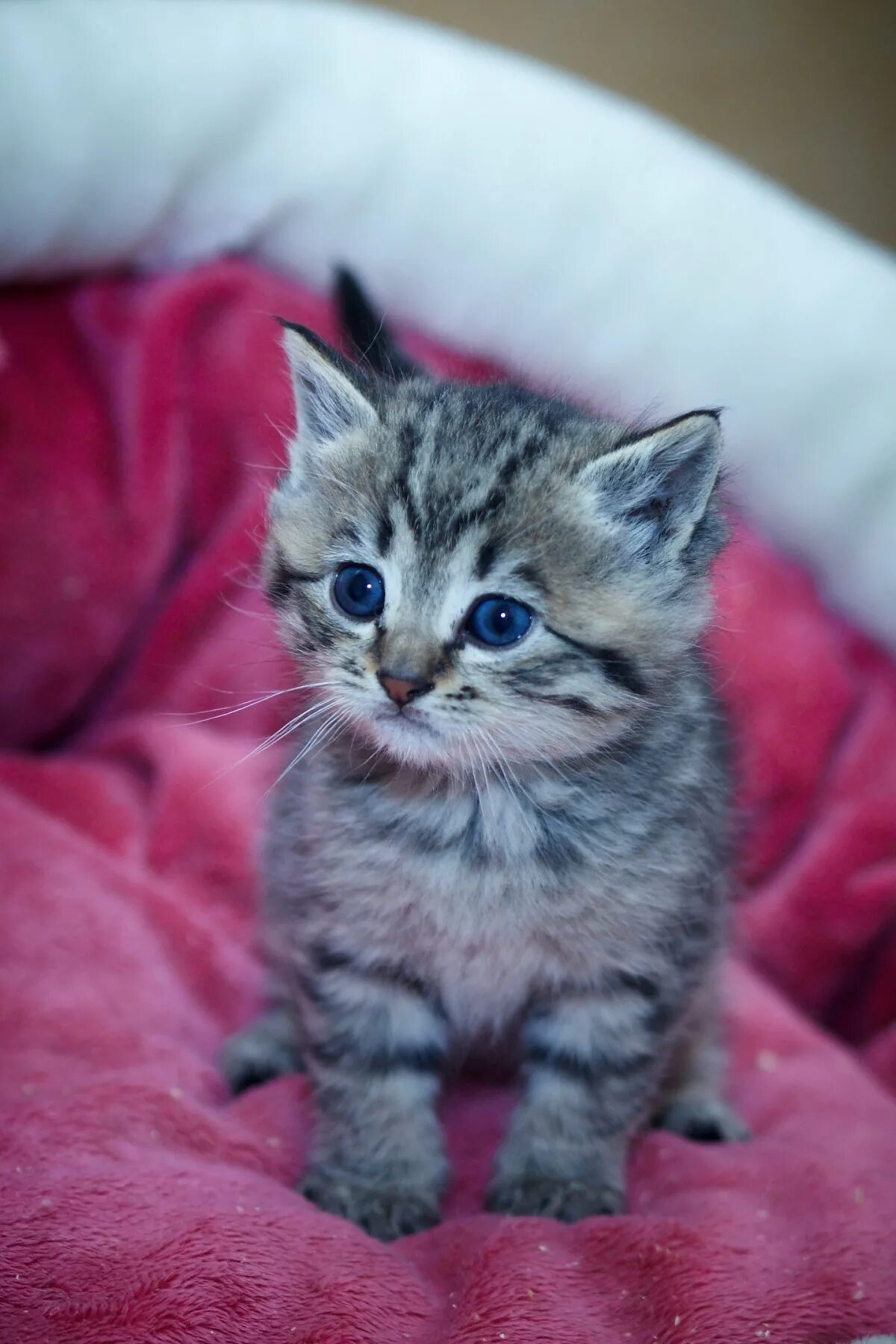 Котенок в два месяца фото как выглядит Котенок полтора месяца 54 фото - ZooClever.ru