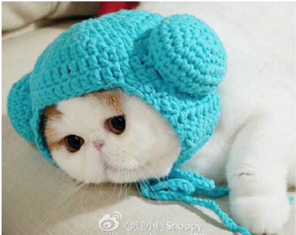Котенок в шапочке фото Hat Winter For Cat Snoopy cat, Cute cats, Cute cats and dogs