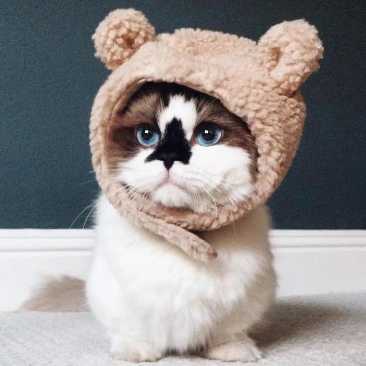 Котенок в шапочке фото Pin on Котики