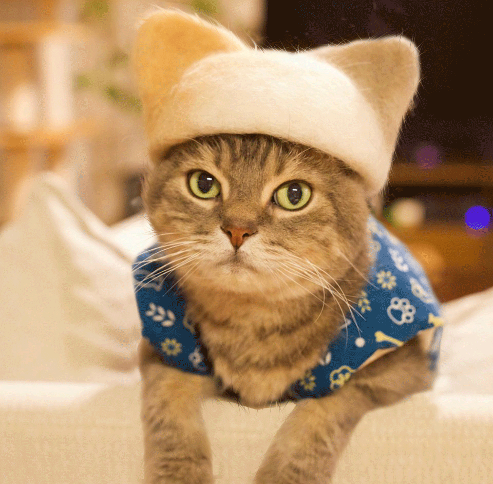 Котенок в шапочке фото ใ ช เ จ า ถ ง เ ง น ห ร อ เ ป ล า Cats, Cat scottish fold, Halloween cat ears