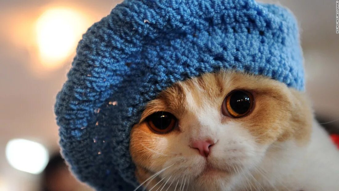 Котенок в шапочке фото Сообщество Steam :: :: y are u so gay / u really scare ma alot. / this website i