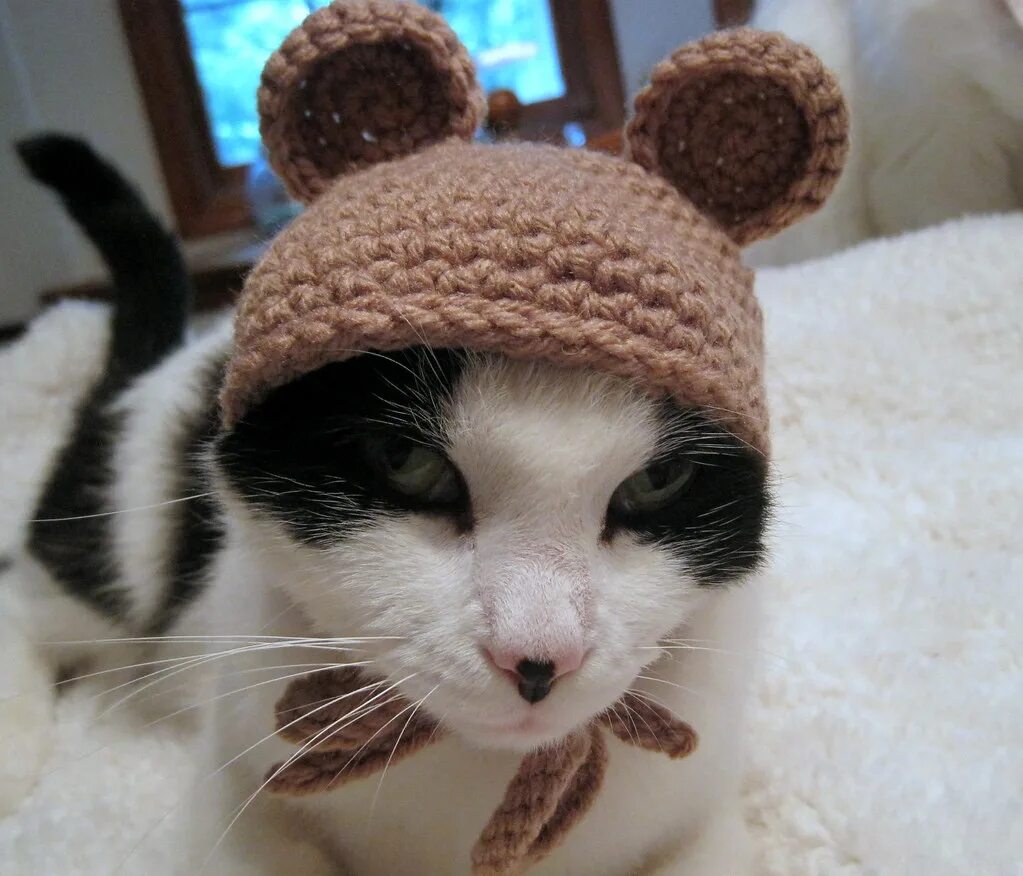 Котенок в шапочке фото Pet Hat- Bear Beanie- Cat Hat- Photo Prop- Taupe This ador. Flickr