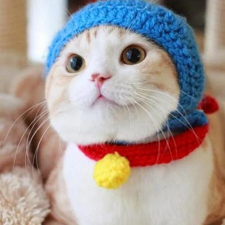 Котенок в шапочке фото พ เ อ ก - YouTube