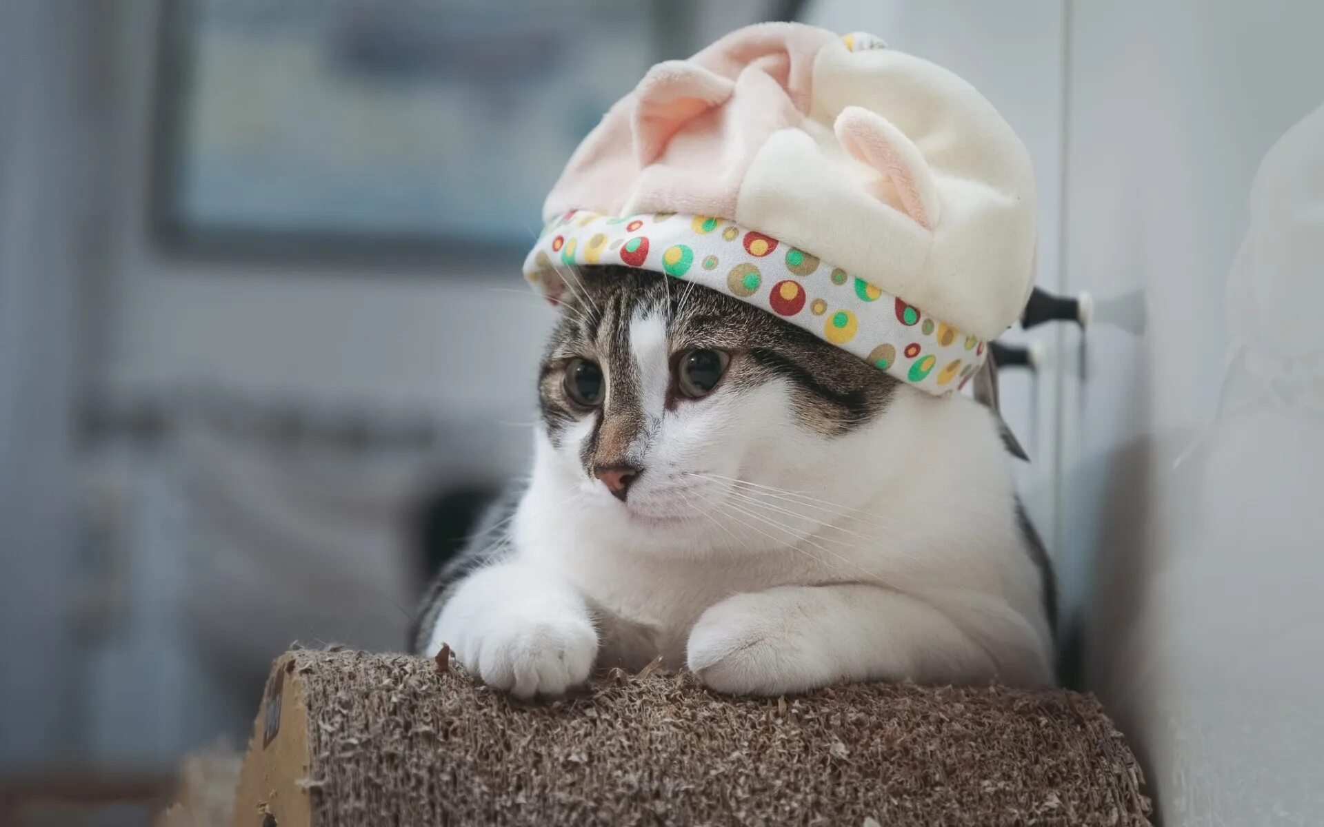 Котенок в шапочке фото Скачать обои кот, шапка, котик, милашка, раздел кошки в разрешении 1920x1200