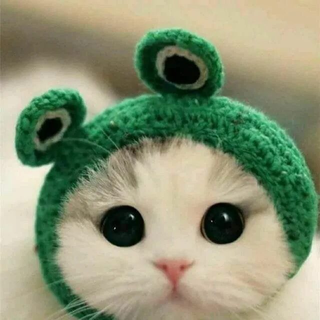 Котенок в шапочке фото Frog and cad panosundaki Pin Sevimli yavru kediler, Komik kedi yavruları, Şirin 